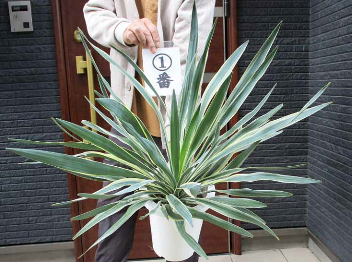 楽天市場】【現品・現物】ユッカ・グロリオサ・バリエガータ ユッカ 