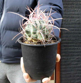 【送料無料】激レアサボテン　竜女冠　接ぎ　キリ接ぎ　4号　Y23番（Echinocactus xeranthemoides）（現品 観葉植物 観葉 植物 珍奇植 珍奇 珍しい レア 希少 多肉植物 多肉 カクタス サボテン インテリア ）