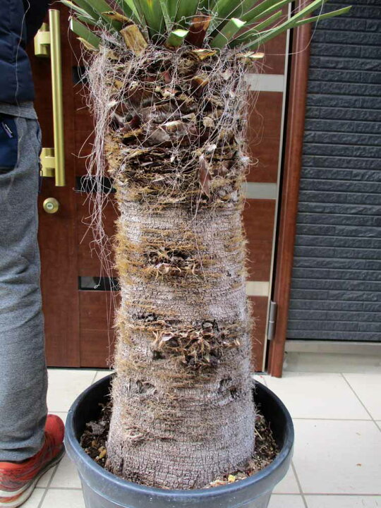 楽天市場】【現品・現物】幹が激太！ユッカ・ファクソニアーナ yucca 