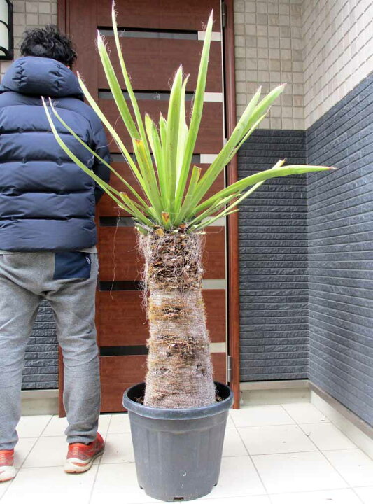 楽天市場】【現品・現物】幹が激太！ユッカ・ファクソニアーナ yucca  