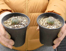 ★【現品・現物】【送料無料】ユーフォルビア・オベサ Euphorbia obesa 3号鉢　2鉢セットで販売