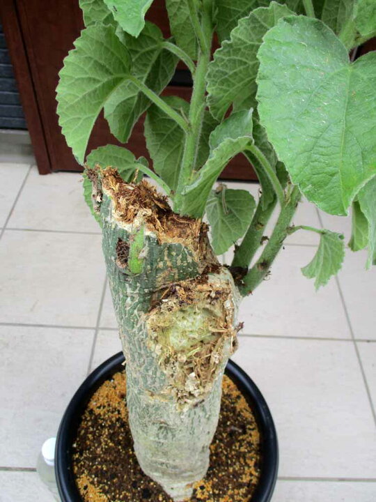 楽天市場】ラスト一点 発根済【現品・現物】 コーデックス 塊根植物  