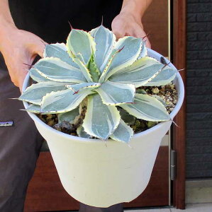 yiEzAKx@gˊсi傤ɂj@8@B3