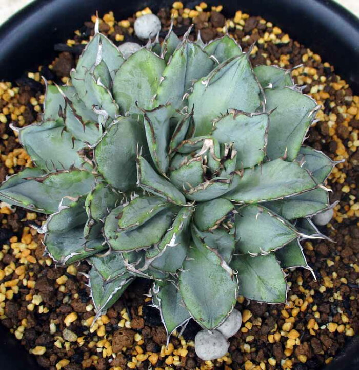 楽天市場】【現品・現物】アガベ・チタノタ・フィリグリー・群生 Agave 