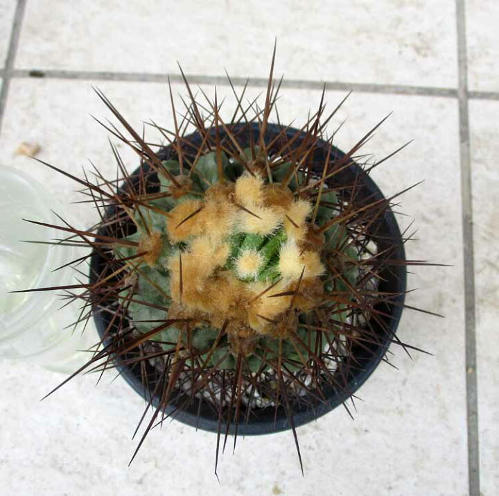 楽天市場】【現品・現物】実生株 コピアポア ギガンティア Copiapoa  