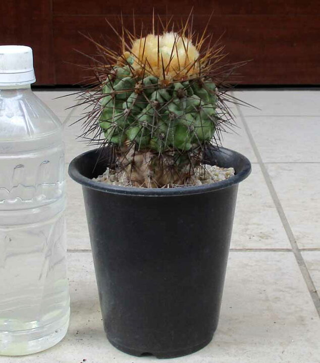 楽天市場】【現品・現物】実生株 コピアポア ギガンティア Copiapoa  