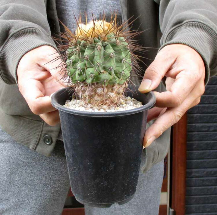 楽天市場】【現品・現物】実生株 コピアポア ギガンティア Copiapoa  