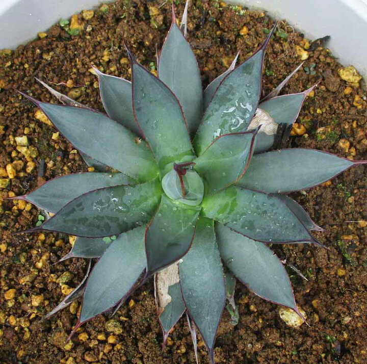 楽天市場】☆【現品・現物】アガベ・ブルーエンバー Agave blue ember 