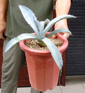 現品・現物】アガベ・フランゾシニー 販売 7号 A7番 アガベの中で最も白い葉になる品種の一つ