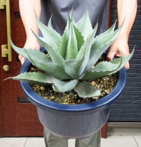 yiEzAKxEIoeBzAiIoeBtHAj12 @AK