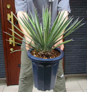 yiEzbJEtBtFiYucca filiferaj8@B