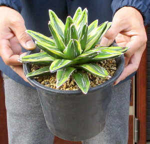 yiEz@AKx@̐@PRiLUjN֗Dǎ@6@S8