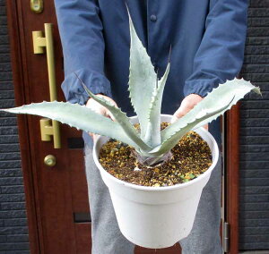 bNK[fEhCK[fɂ߁yiEzAKxEVo[T[t@[@8@M6ԁyϗtAEAE󏭁EAErU[vcEvňĂ₷E^z