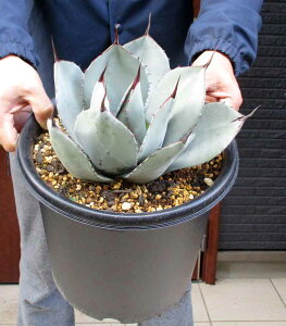 yiEzyzparryi truncara/p[ gJ[^igJ[^j@iAKx@g˓V@p[ip[Bjj8@4HԁyϗtAEAE󏭁EAEEvň