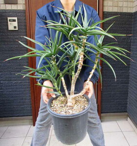 劔ɂȂƃ}CiX5xx܂őςyiEzAGEXgAc@Aloe striatula@ϊ̍AG@8@2Tԁ@bNK[f@hCK[f@AKx@bJƑ