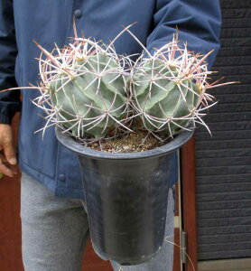 �y���i�E�����zEchinocactus �G�L�m�J�N�^�X �E�嗳�� �^�C�����E�J���@�ځ@6���@T��