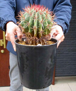 yiEzT{eEtFJN^X ԖP@7@4C