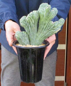 �y���i�E�����z�T�{�e���E�Z���E�X�E�����q�E�ԉ��@�T�{�e���E�Z���E�X�E�Z�C�W�V�V�@5���@BS��