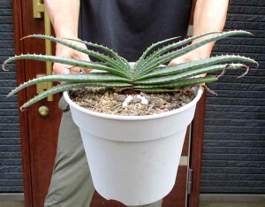 yiEzAGEXvtHA[^@8TCY GNԁ@Aloe suprafoliata