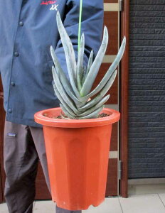 NEWIyiEzAGygR[c(Aloe petricola)@7@G31
