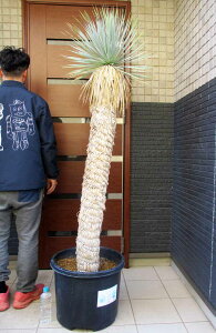 ŐNė{ꂽSyiEzIbJ@Xg[^@15@T63ԁyϗtAzhCK[f@bNK[f