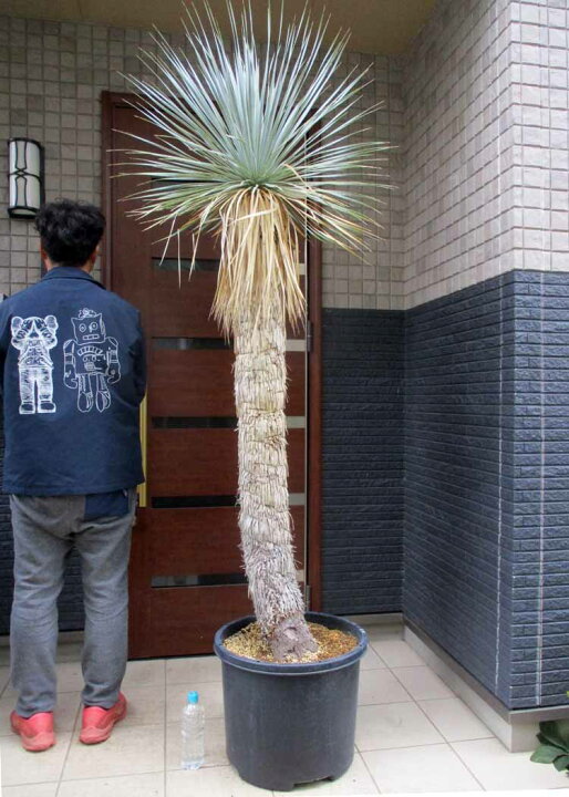 楽天市場】国内で数年かけて養生された安心株【現品・現物】超幹立ち 