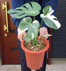 【送料無料】【現品　現物】モンステラ・バリエガータ　7号鉢　斑入りモンステラ　C番