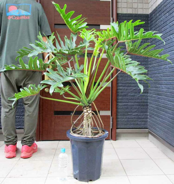 楽天市場】☆【現品・現物】【大型 観葉植物】フィロデンドロン 