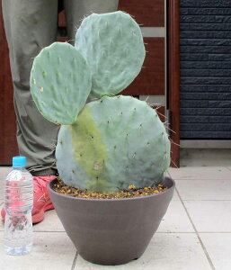 yzyiEzۖ~iE`T{ejiII}{jۖ~E` x@ۖ~̍ōĩxiOpuntia robusta f. Belenj10@5Hԁ@bNK[f@hCK[f