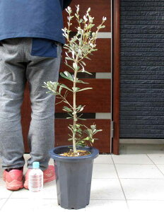 yiEzR[XgoNVA@Banksia integrifoliaioNVAECeOtHAj8@D