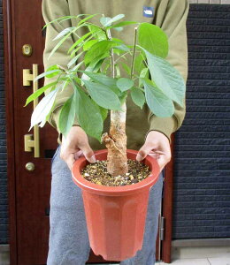 【現品・現物】発根済 バオバブの木 バオバブ・ディギタータ 7号鉢 ち2番