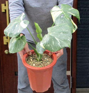 yzyi@zXeEoGK[^@7@胂Xe@3K