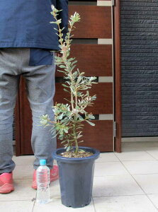 yiEzR[XgoNVA@Banksia integrifoliaioNVAECeOtHAj8@BT