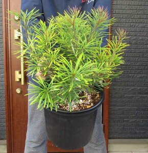 yiEz@oNVAEXskm[TEwAsioNV[EXskm[TEwAs@wAsoNVAjbanksia spinulosa hairpin@8@A2