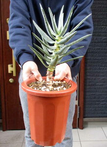 wł܂yzyiEzAGEfBRg}iAGEfRg}j7@T6