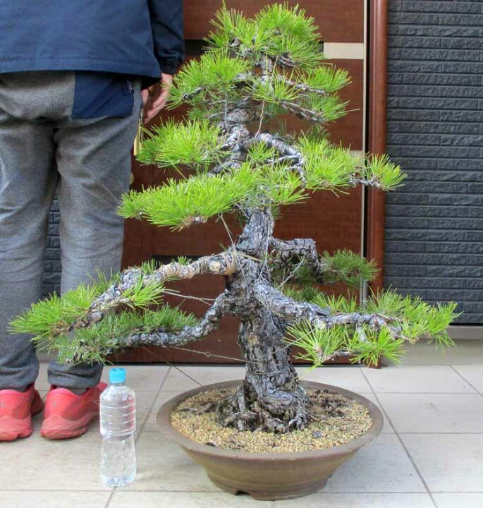 楽天市場】☆【現品・現物】盆栽 黒松（くろまつ）（クロマツ）15号