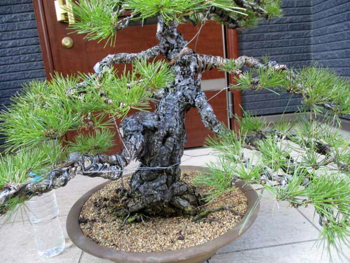 楽天市場】☆【現品・現物】盆栽 黒松（くろまつ）（クロマツ）15号 