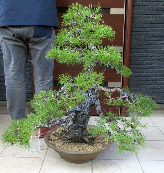 楽天市場】☆【現品・現物】盆栽 黒松（くろまつ）（クロマツ）15号 