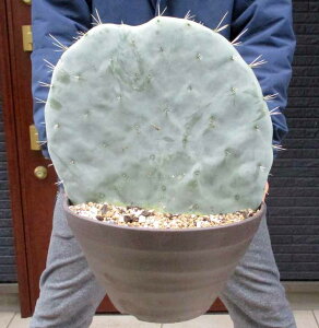 �y���������z�y���i�E�����z��ۖ~�i�E�`���T�{�e���j�i�I�I�}���{���j��ۖ~�E�`�� �x�����@��ۖ~�̍ō��i��̃x�����iOpuntia robusta f. Belen�j10���@��M�ԁ@���b�N�K�[�f���@�h���C�K�[�f