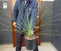 楽天市場】ダシリリオン（観葉植物｜花・観葉植物）：花・ガーデン 