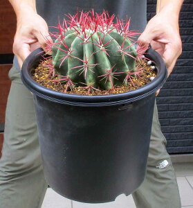 ēׁyiEzT{eEtFJN^X ԖP@8@E8