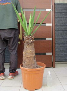 yiEzbJEt@N\jA[i yucca faxoniana@yϗtAzyAzyOz12@V81ԁ@bNK[f@hCK[f@wł܂