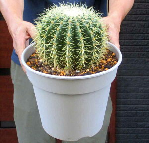 �y���i�E�����z�y���������z�T�{�e���E�L���V���`�@�@(���́AEchinocactus grusonii )�@8���@R4��