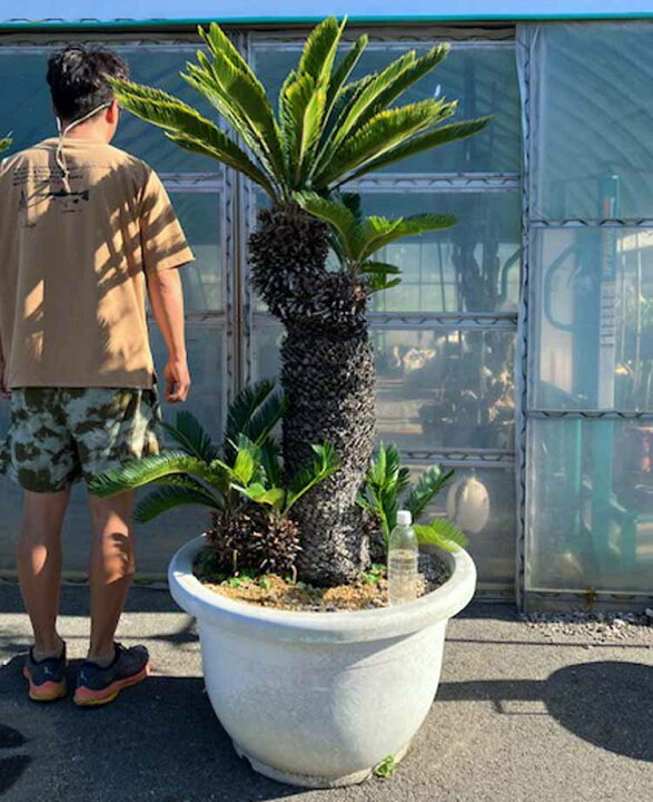 楽天市場】【現品・現物】金冠蘇鉄（ソテツ）超大株 葉先に黄金の斑が 