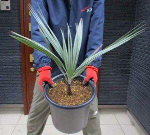 【現品・現物】ブラヘア・アルマータ 9号 S4番 ヤシの木 椰子の木