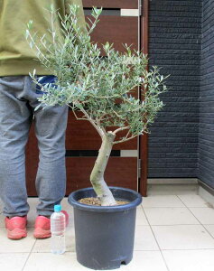 yizI[u̖؁@@i햼FlofBuR@10@T6