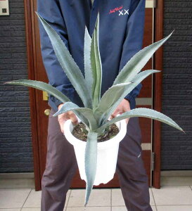 yizAKx AJ[i IAnPVX (IAnZVX) AKxEAJiώIAnPVXiA.americana var.oaxacensisj@8@3