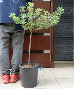 yiEzR[XgoNVAEZC@Banksia integrifolia eSeiraf@ioNVAECeOtHAEZCj9@9A