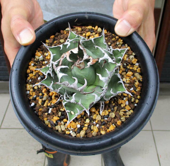 楽天市場】【現品・現物】アガベ チタノタ “シーザー” (Agave Titanota 