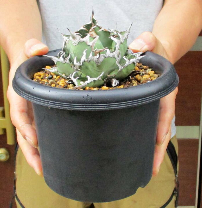 楽天市場】【現品・現物】アガベ チタノタ “シーザー” (Agave Titanota 